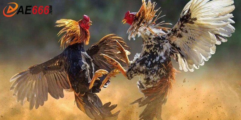 Các hình thức vào đá gà yêu thích hiện nay