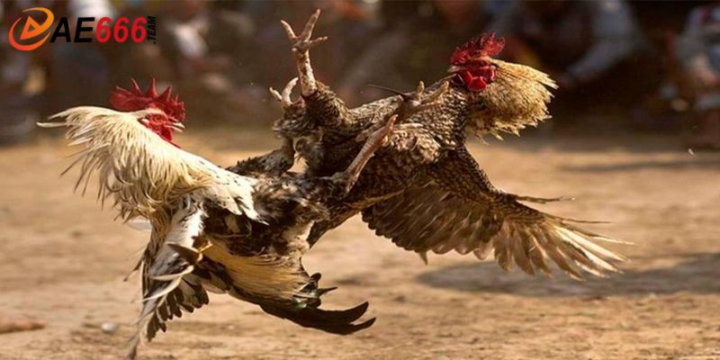 Bật mí kinh nghiệm tham gia đá gà AE666 hiệu quả